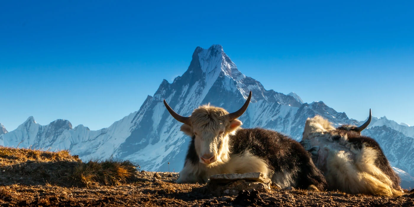 Machhapuchhre with Yak